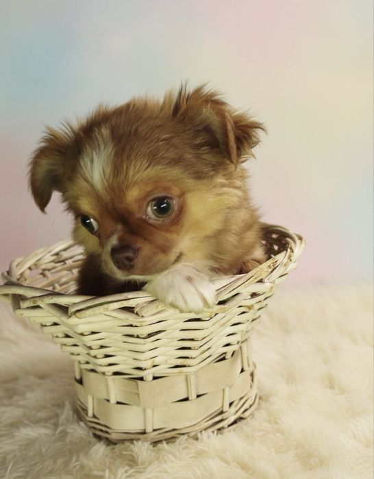 Чизуахуа 3,5 месяца(со всеми прививками)