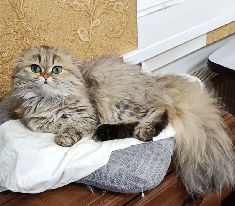 Девочка Шейла золотая шиншилла фолд