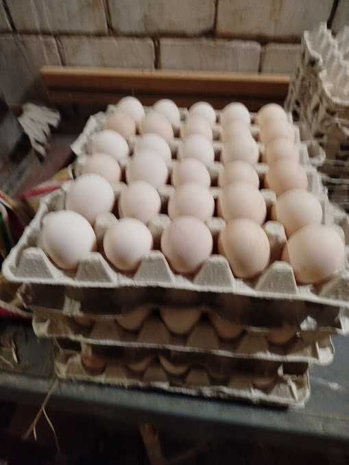 jaja lęgowe leghorn