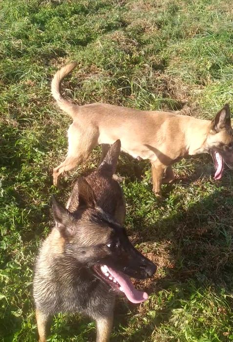 Малінуа Бельгійська вівчарка КСУ