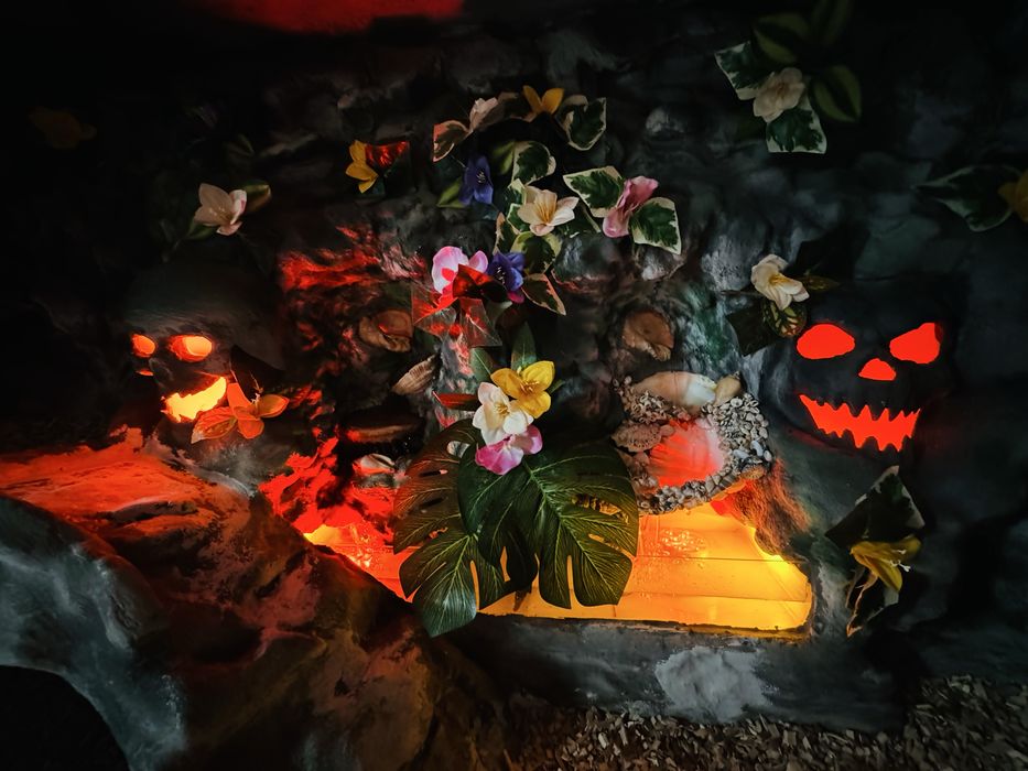 Giga Terarium - Agama - jaszczurki - legwan / sprzedam - zamienie