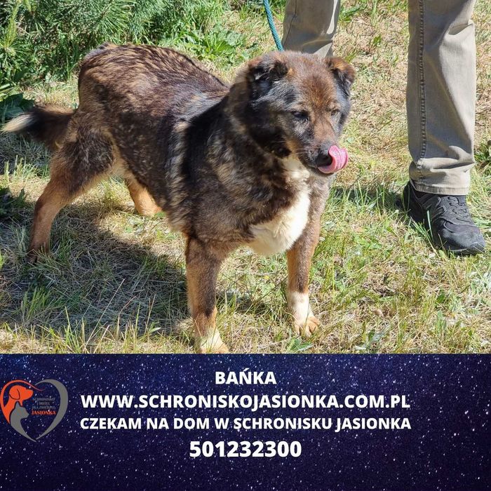 Bańka do adopcji – Schronisko Jasionka