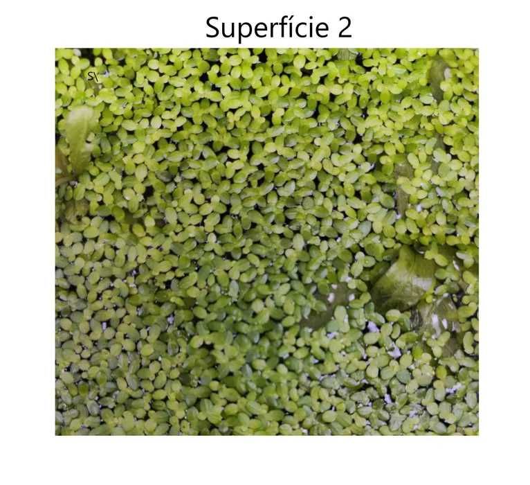 20 Plantas  para Aquário por 20 Euros - Envio para Todo Portugal!