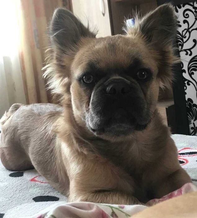 Житомир. Цуценя (хлопчик) міні французький бульдог