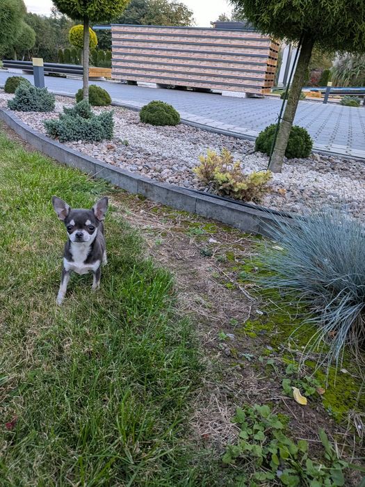Suczka Chihuahua -XXS