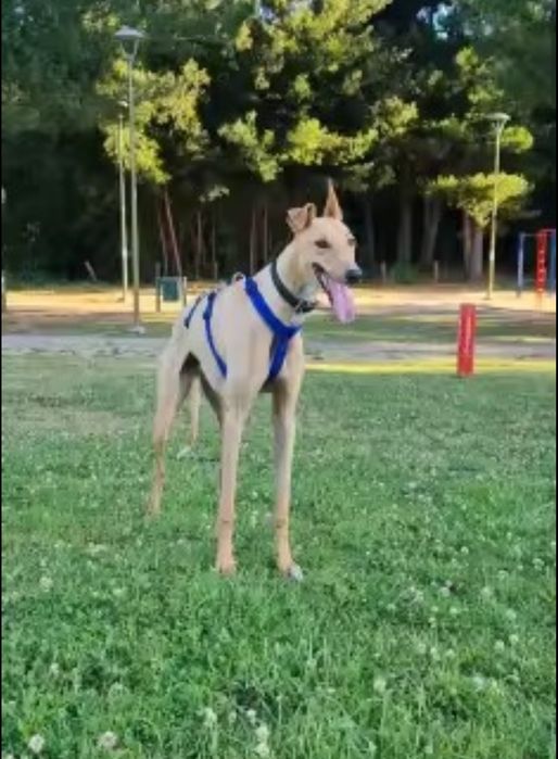 Peitoral de cão com 3 pontos de fixação
