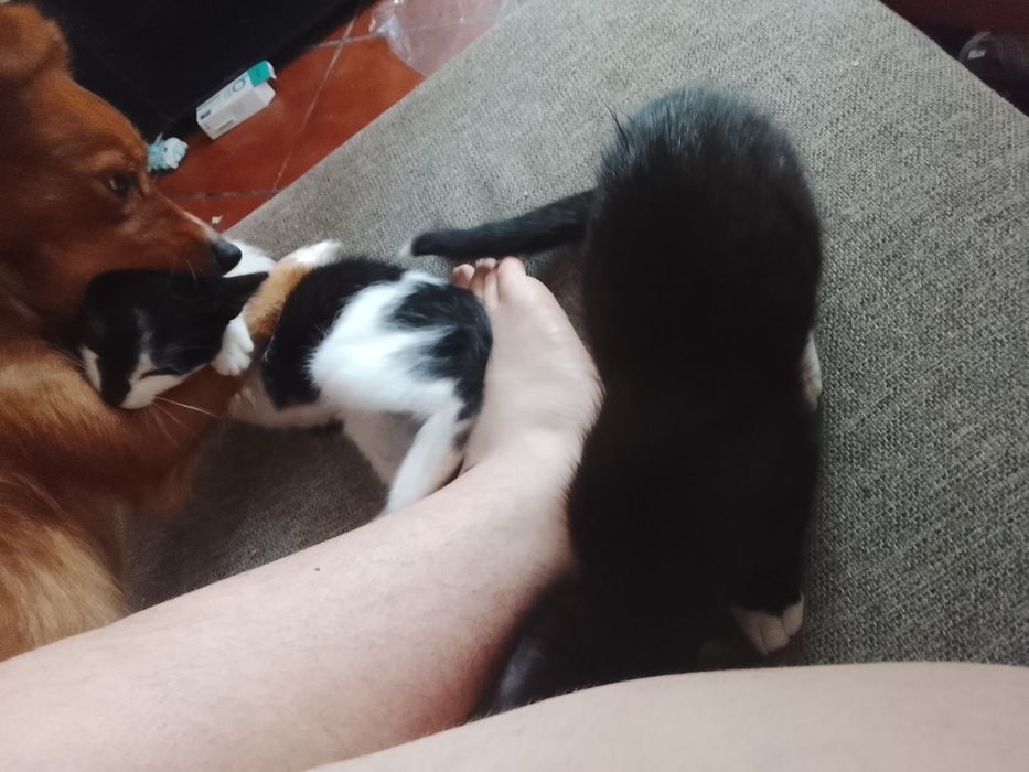 Gatinho e gatinha