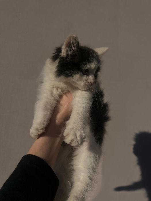 Віддам кошенят безкоштовно