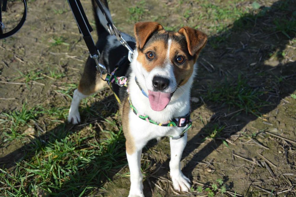 Rio nie widzi świata – ale szuka w nim swojego człowieka