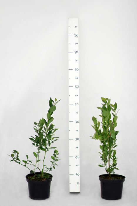 Sadzonki borówki amerykańskiej C1,5 | DRAPER CALYPSO | certyfikat CAC