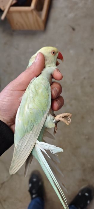 Ring necks Fêmea Adulta , Jandaya Fêmea, Aratinga sol