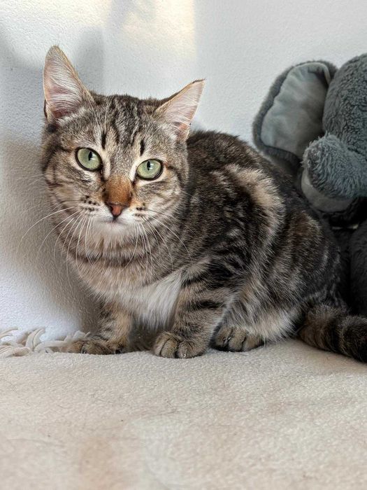 Gata para adoçao (Delta)