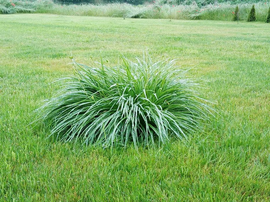 Liliowiec ogrodowy DUŻY PIĘKNIE KWITNĄCY
