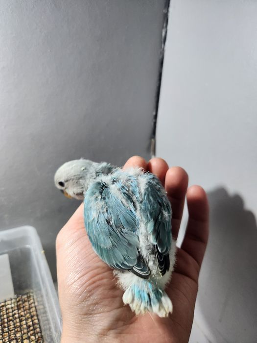 Agapornis Roseicollis 2026
