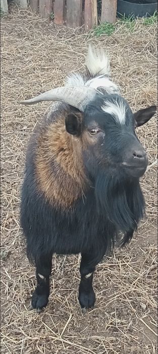 Minitura cabrito