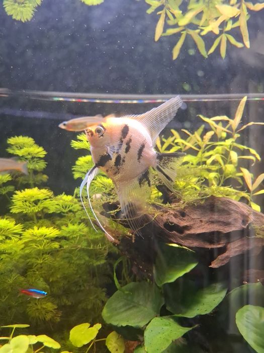 Escalar Koi (Pterophyllum scalare)