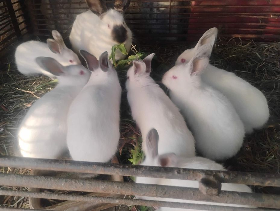 Młode króliki Kalifornijskie sprzedam