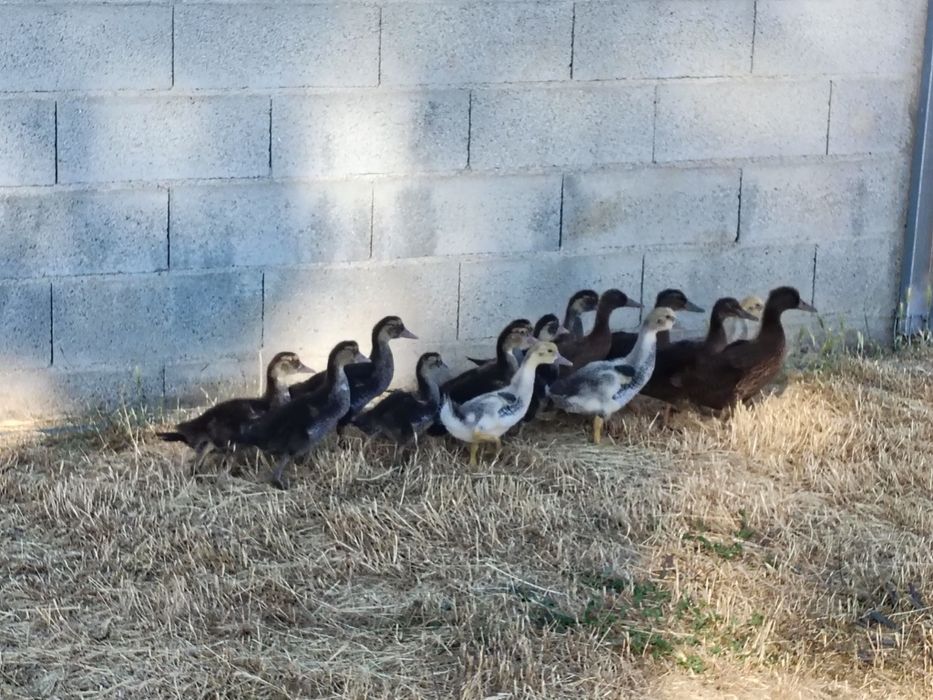 Vendo patos mudos e patos bravos