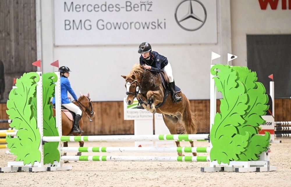 Piękny wałach kucyk 135cm