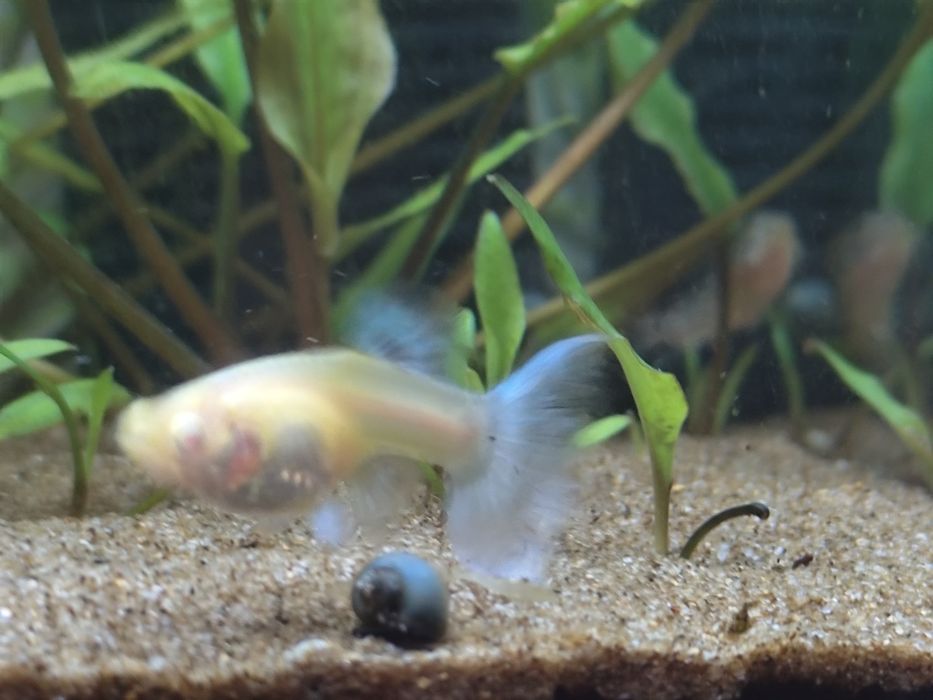 Guppys albino sky blue matrizes e juvenis