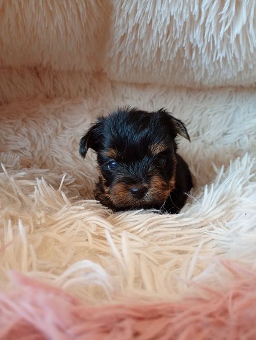 Yorkshire Terrier