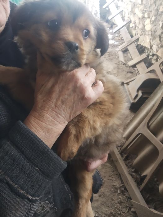 Віддам в добрі руки