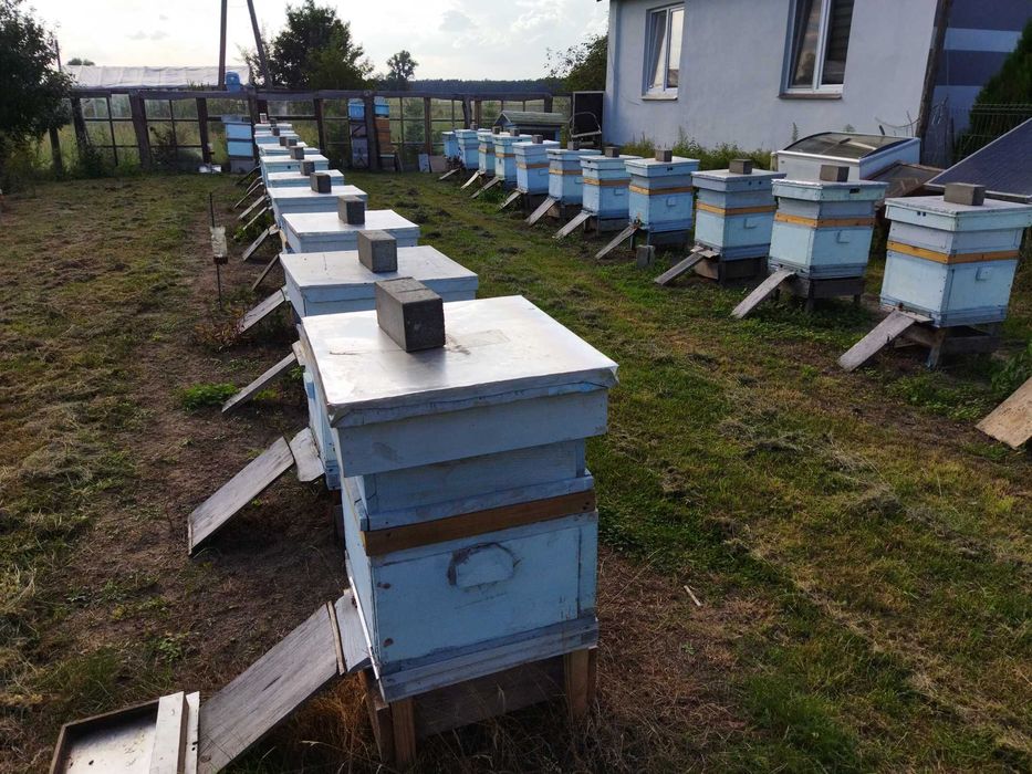 Rodziny pszczele, pszczoły