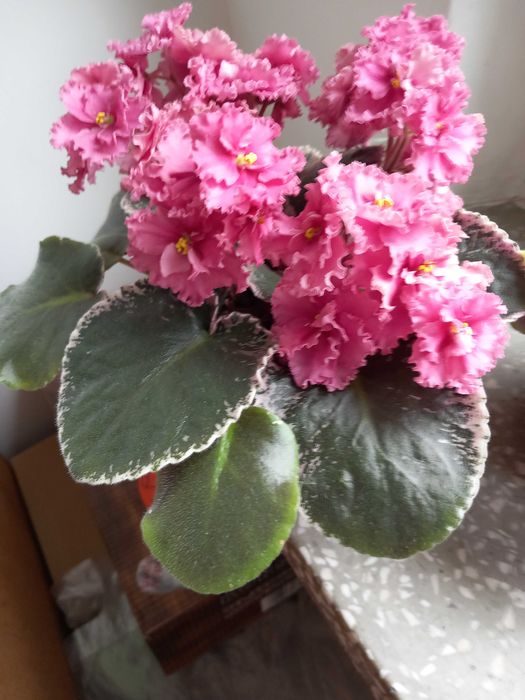 Fikus  wąskolistny i nie tylko