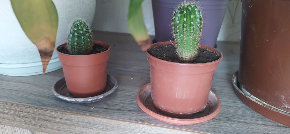 кактус (від 1 см до 10 см) домашній :-) без ГМО :-D