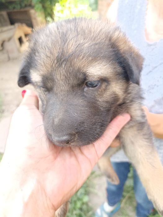 Дівчинка в добрі руки