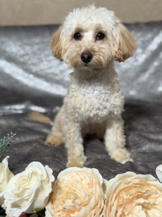 Хлопчик мальтіпу