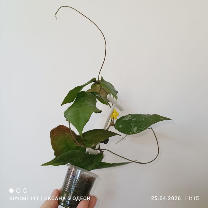 Hoya caudata big green leaves