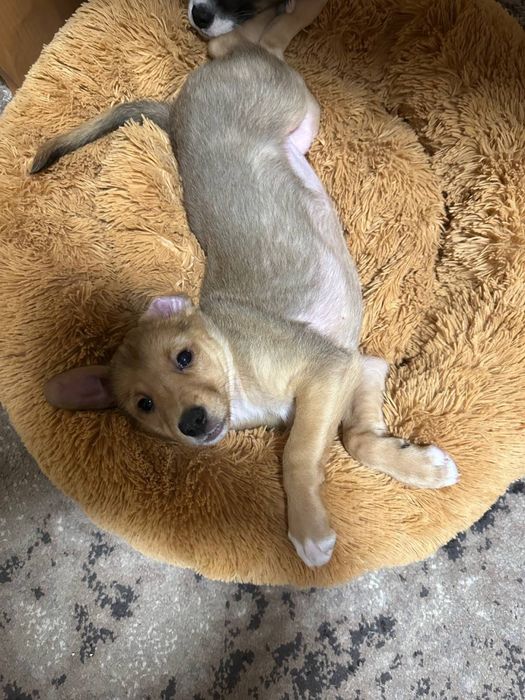 Дівчинка шукає родину