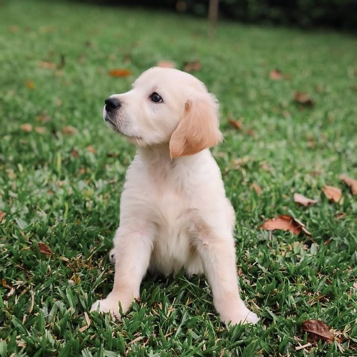 Golden Retriever disponível