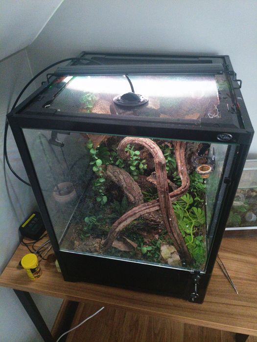 Terrarium + 2 gekony orzęsione