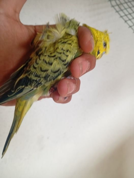 Vendo periquito macho crostoso