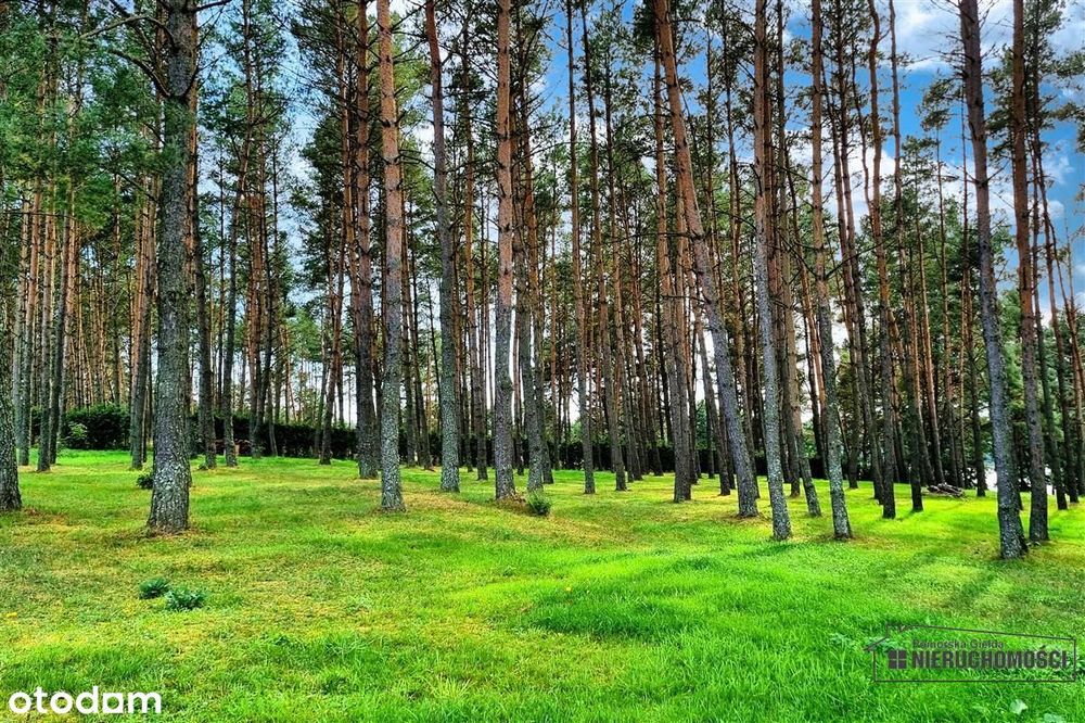 Dostęp do jeziora, plaża, teren i las. Dołgie.