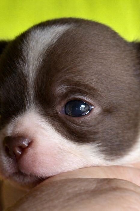 Chihuahua krótkowłosy – wyjątkowy chłopczyk biało-czekoladowy