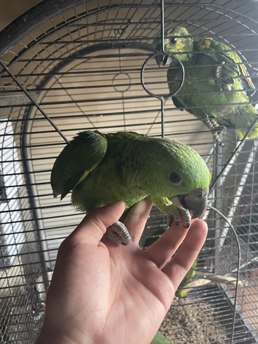 Papagaio Verde Muito Meigo e Falador