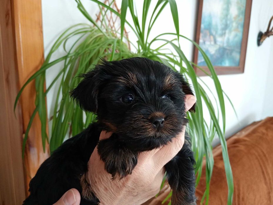 Yorkshire terrier RODOWÓD -PIESEK