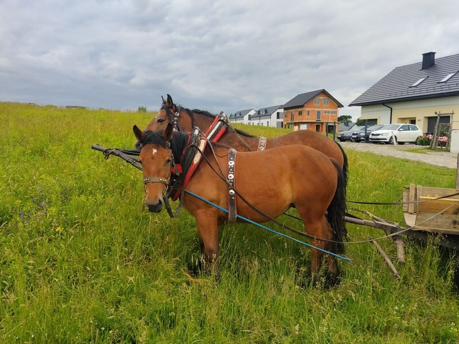 Klacz zimnokrwista