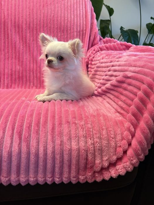 Chihuahua przepiękny 6 miesięczny chłopak