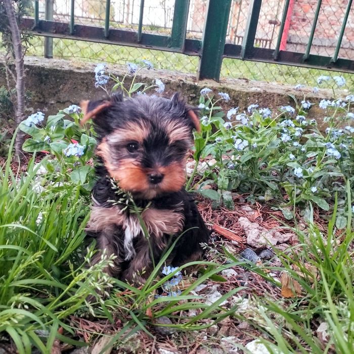 Yorkshire Terrier sunia