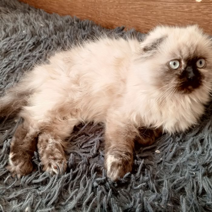 Кошеня шотландська  висловуха