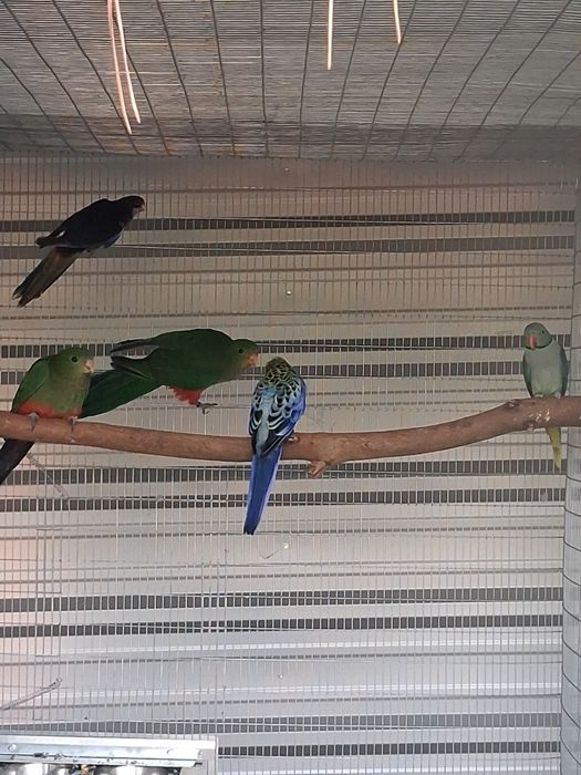 King parrot fêmea 2023