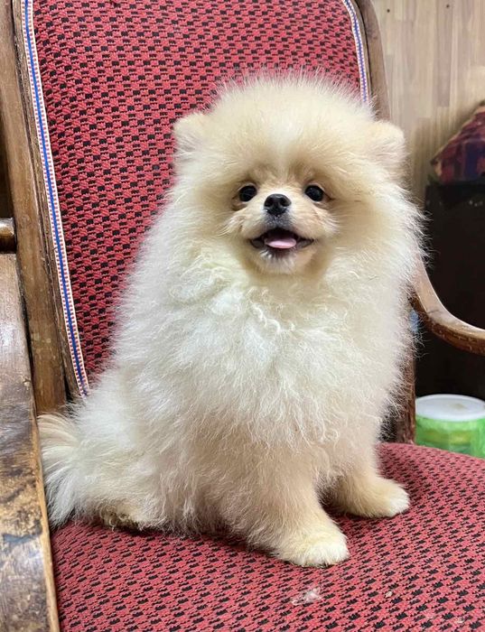 Мальчик померанский шпиц 4 месяца