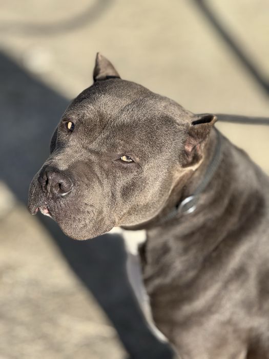 Щенки питбуль высокого качества АВКС регист