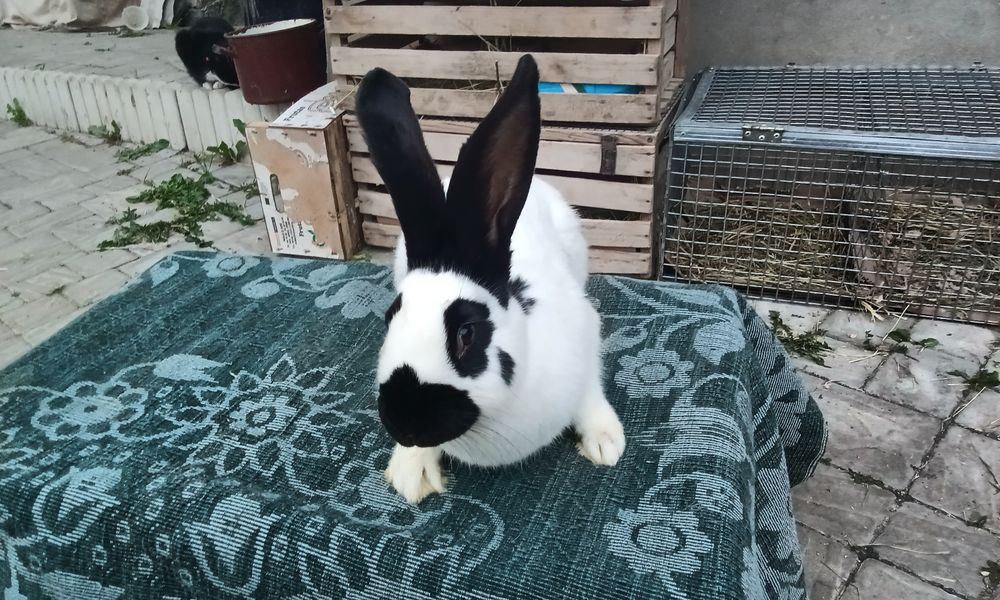 Кріличка породи Строкачка віком 4, 5 місяців ціна договірна