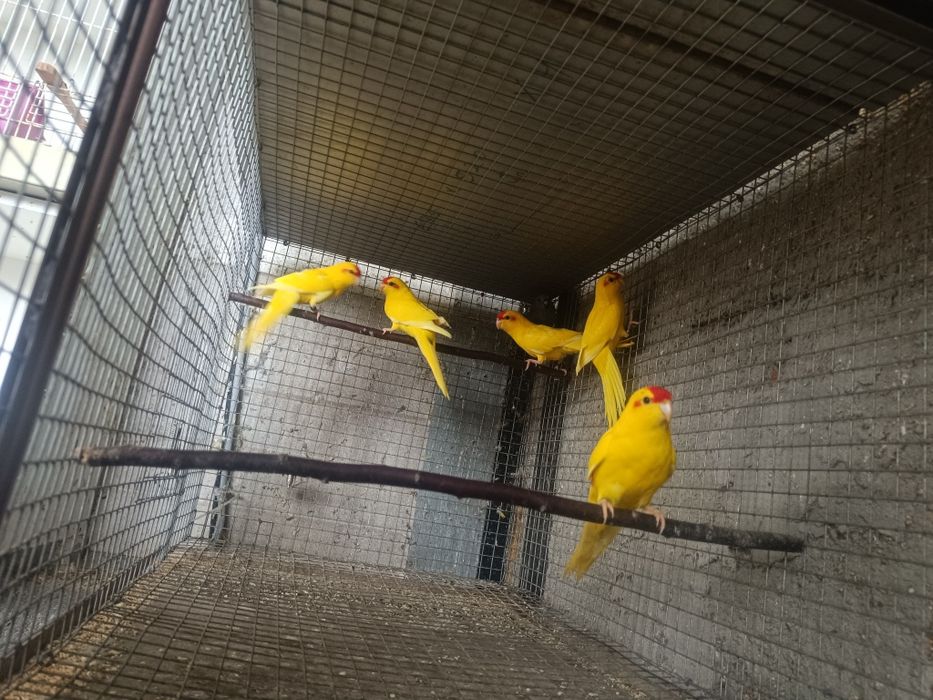 Kakarikis para ceder