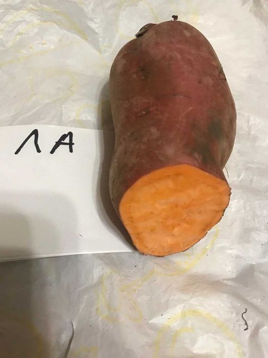 Батат - Маточні бульби для розсади (9 сортів)